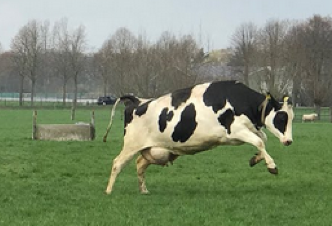 We gaan weer trainen; Blij koeien voor het eerst in de wei