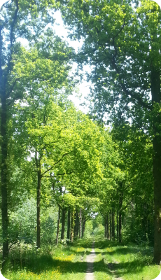 Wandelcoaching in het bos; lekker buiten in Leusden (Utrecht) regio Amersfoort aan de slag met uw coachingsthema